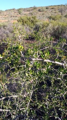 Searsia longispina