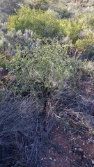 Searsia longispina