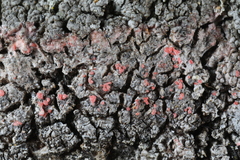 Marchandiomyces corallinus