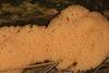 Tubifera ferruginosa ferruginosa - Photo (c) John Plischke, some rights reserved (CC BY-NC), uploaded by John Plischke
