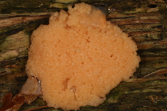 Tubifera ferruginosa ferruginosa