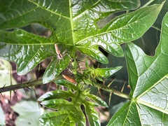 Peucetia rubrolineata
