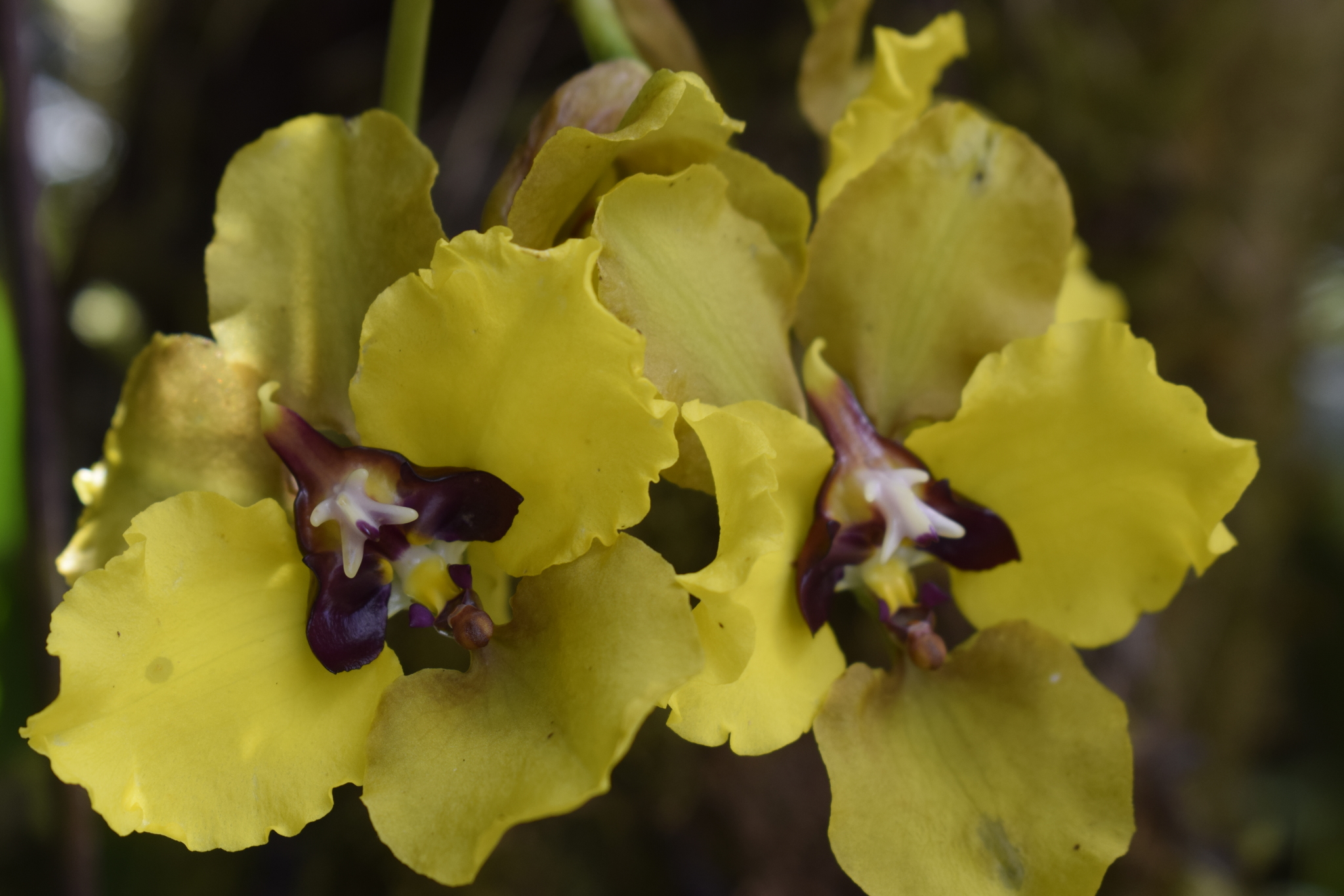 Cyrtochilum macranthum image