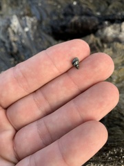 Echinolittorina placida