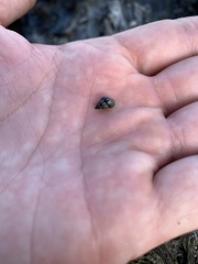 Echinolittorina placida