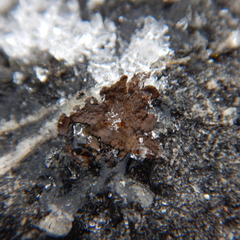 Lasallia pensylvanica