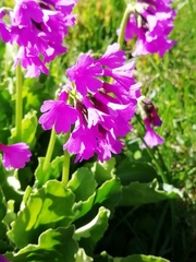 Primula latifolia