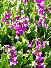 Primula latifolia