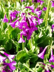 Primula latifolia