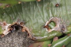 Phyllosticta concava