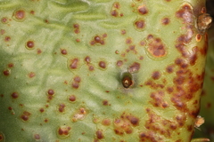 Phyllosticta concava