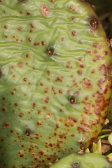 Phyllosticta concava