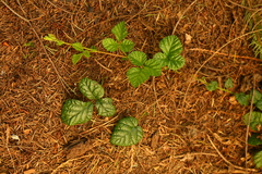 Rubus nivalis