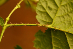 Rubus nivalis