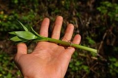 Lilium columbianum