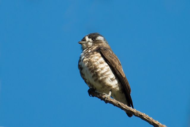 White-Browed Purpletuft