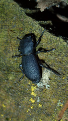 Zopherus granicollis
