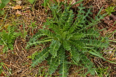 Cirsium edule