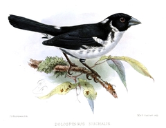 White-Naped Seedeater photo 3