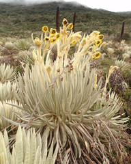 Espeletia killipii