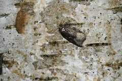 Acleris clarkei