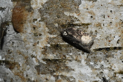 Acleris clarkei