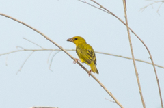 Ploceus subaureus