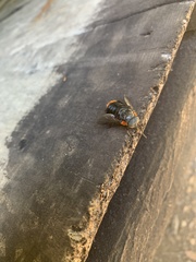 Osca lata