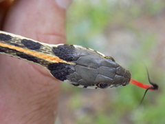 Thamnophis cyrtopsis cyrtopsis