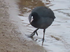 Fulica atra