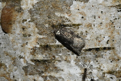 Acleris clarkei