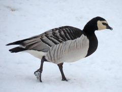 Branta leucopsis