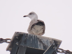 Larus argentatus