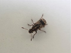 Cacephatus huttoni