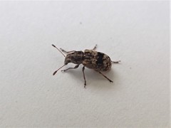 Cacephatus huttoni
