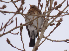 Turdus pilaris