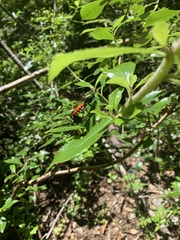 Elaphroptera scoliaeformis