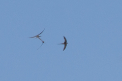 Cypsiurus parvus