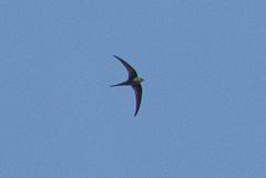 Cypsiurus parvus