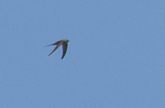Cypsiurus parvus