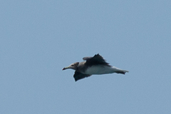 Ichthyaetus hemprichii