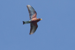 Eurystomus glaucurus