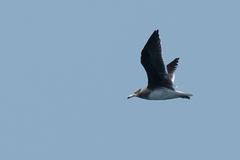 Ichthyaetus hemprichii
