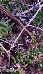 Asparagus lignosus