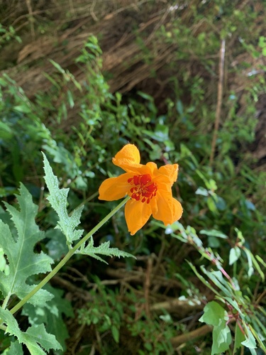 Loasa acanthifolia, photograph 6