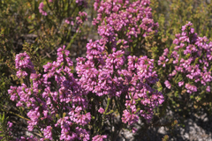 Erica gnaphaloides