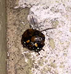 Chinavia marginata