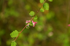 Colomerus holodisci