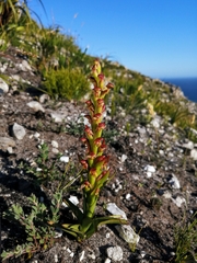 Disa reticulata
