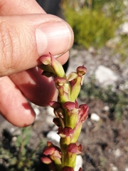 Disa reticulata